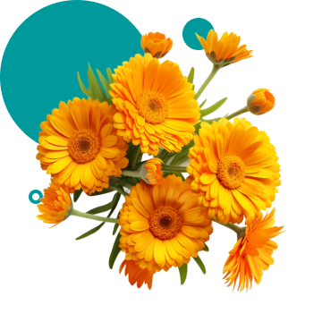 Нагідки лікарські