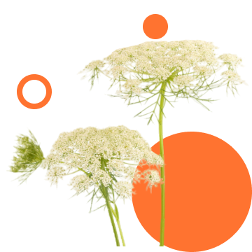 Морква дика