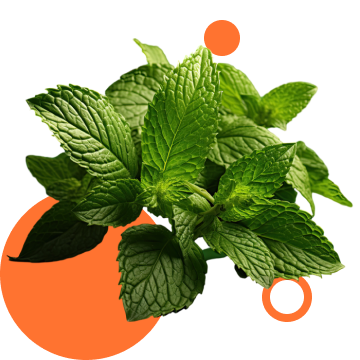 М’ята перцева