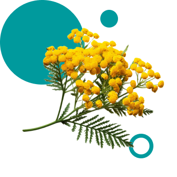 Цмін піщаний